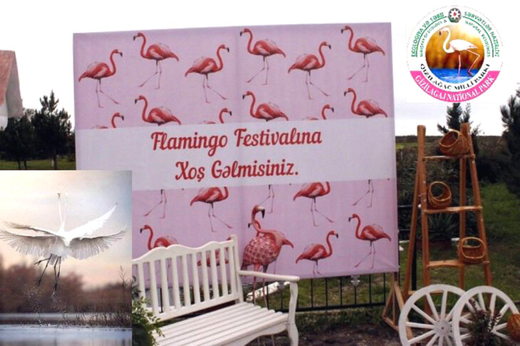 <p>Azərbaycanda ilk dəfə “Flaminqo Festivalı”  - Qızılağac Milli Parkında +FOTO=9</p>